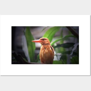 Ruddy Kingfisher Posters and Art